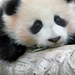 Baby panda Zhen Zhen turns 1 tribute video