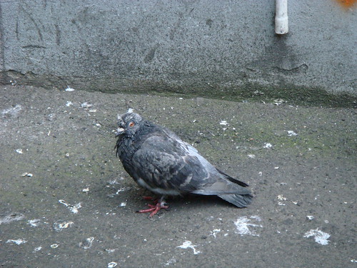 scruffy city pigeon by louisa_catlover.