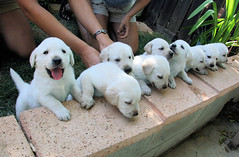 9 puppies