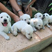 9 puppies