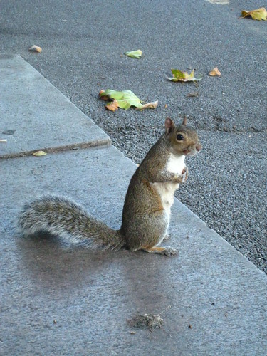 Squirrel - Lincoln's Fields