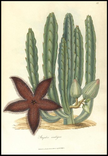 Stapelia ambigua (1797)