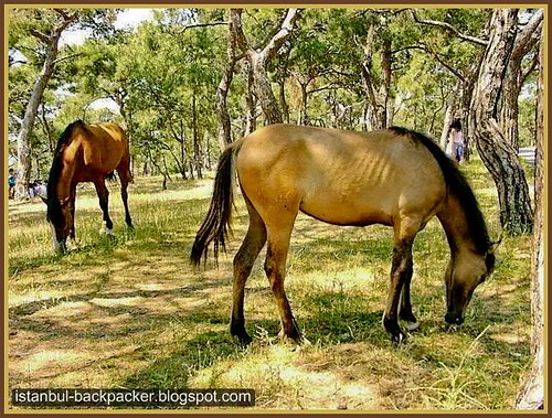 Horses at Princes' Island, Istanbul