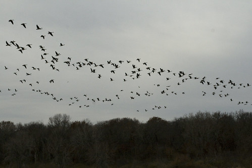 Flock O Geese