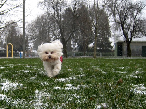 Run like the wind! It's snowing!
