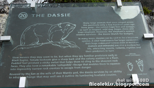 dassie description