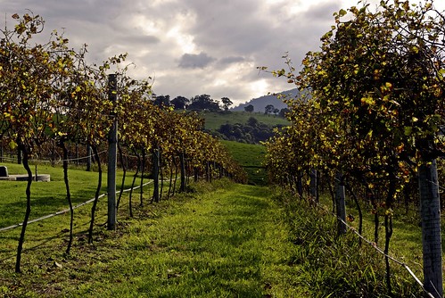 Crooked River Wines - Vineyard
