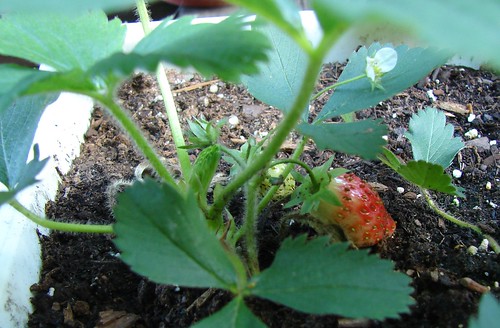 Strawberry #2