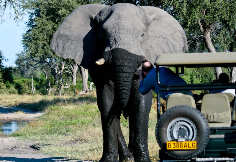Close Encounter Elephant