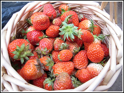 Strawberries2 copy