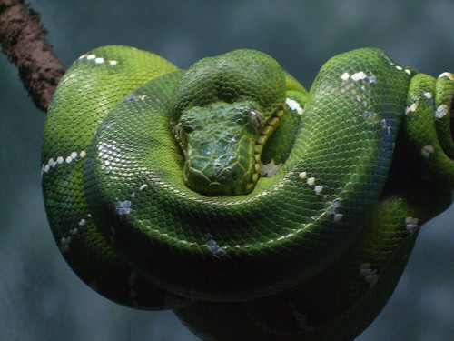 Emerald Boa Tree Snake