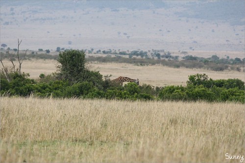 你拍攝的 32 Masai Mara - Champagne Breakfast - Giraffe。