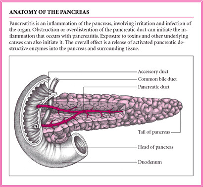 Anatomy of pancreas by you.