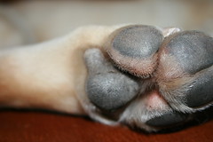 doggie paws