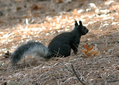 Aberts Squirrel 20081114