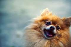 The Happiest Pomeranian by iamtekn