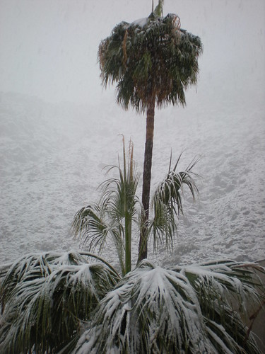 Palms and snow 12.17.2008 by bossco from Flickr