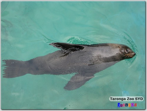 California Sea Lion - true to its showmanship nature, this sea lion was 