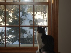 Cat looking at bird feeder