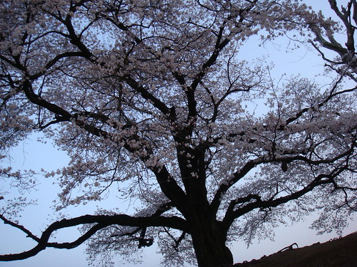Prunus (Japanese cherry)