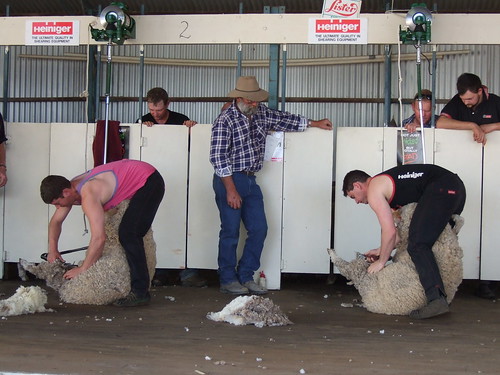 wentworth show sheep shearing 1  sheep shearing competition  2 guys go head