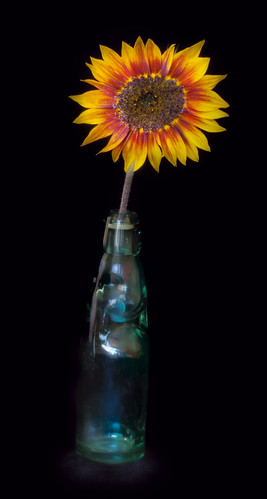Sunflower and Bottle