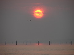 Sunrise over the Pound Nets, Chesapeake Bay_6-7-08