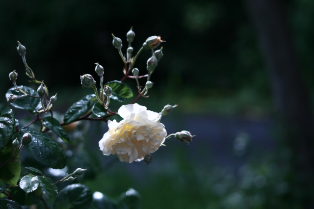 One of Mr Pemberton's Glorious Musk Roses in Fernhill Gardens in June