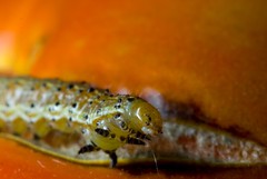 Helicoverpa zea - tomato fruitworm