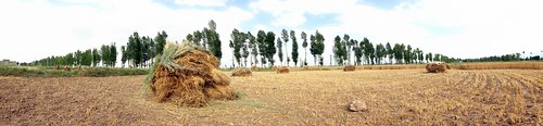 Harvested wheat near Minluo, Gansu Province, China