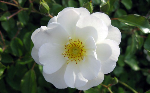 rose flower wallpaper. White Wild Rose Flower