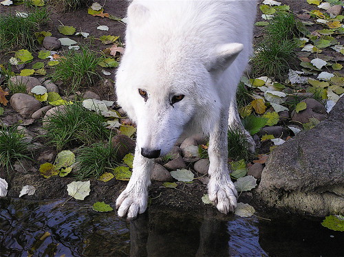 White Wolf 1 by Xevi V.