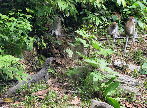 印尼Leuser國家公園是許多野生動物的棲息地，蘊含無限生機。圖片來源：flydime