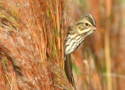 Savannah Sparrow 2008_10_31