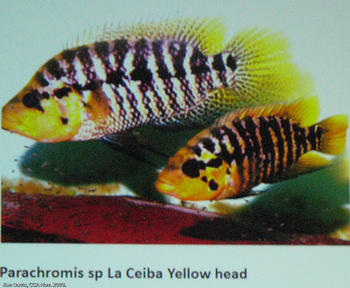 Parachromis sp. 'La Ceiba Yellow head'