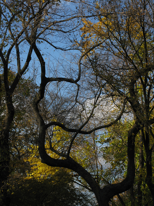 a shapely tree in Central Park, Manhattan, NYC