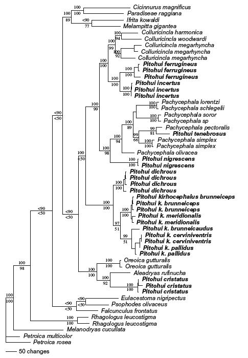 tree of life evolution. Most likely phylogenetic tree,