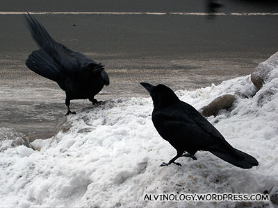 Giant crows - they are at least twice the size of their Singapore cousins