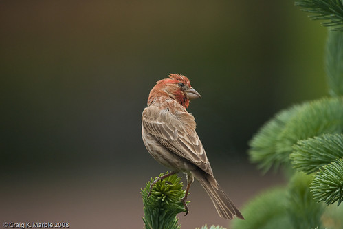 House Finch (1 of 2)