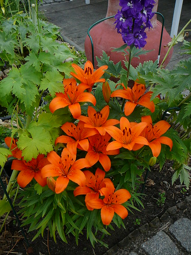 orange Lilie 2008 (02)