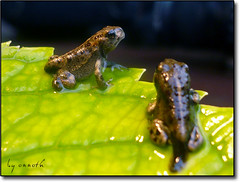 granotes - frogs - ranas