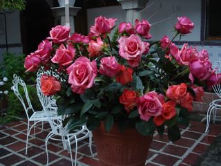 dozens-roses