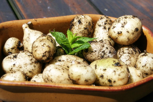 First Ever Potato Crop