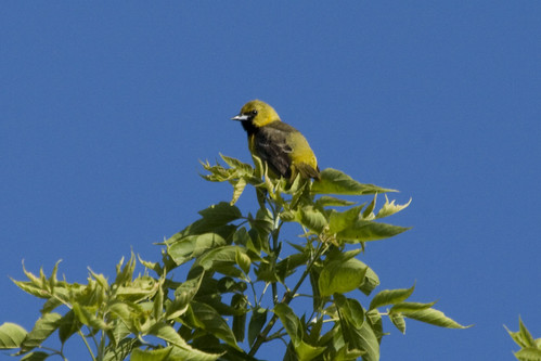 Orchard Oriole - First-year Male