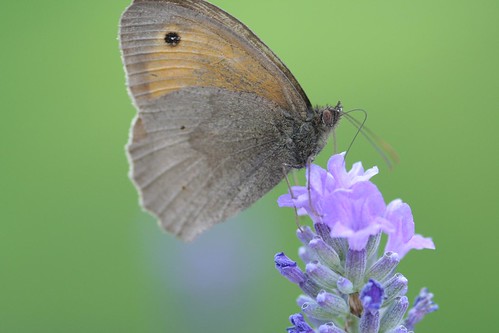 Meadow Brown butterfly feeding on lavendar