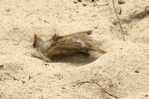 Bird Sand Bathing