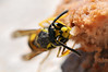 Wasp cutting meat
