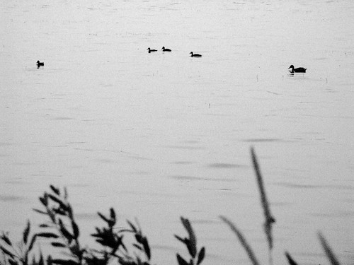 Ducks on Monona