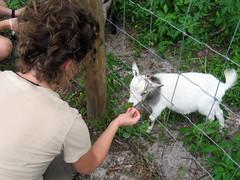 whitney with a goat