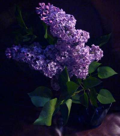 Lilac 3 by you.